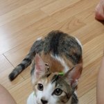 [고양이] 고양이 집에서 키우는게 죄짓는 걸까요ㅜㅜ