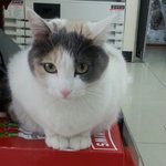 편냥이 4총사를 소개합니다~