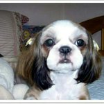 우리집 늦둥이 <b>마리</b>