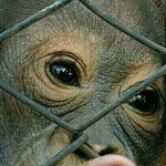 [세븐틴] 안메방송 개학하면 파프리카티비 <b>서버</b>깨지지않아?