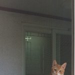[고양이] 우리 집 주인 고양이 삼남매 2