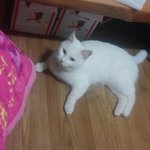 [고양이] 남친없어서 외로운 터키쉬앙고라 초롱이...=(