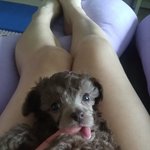 2주 후 3개월 되는 푸들 595959 이쁜 오구에요 ^^