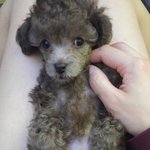 사료먹고 배 빵빵해진 오구.