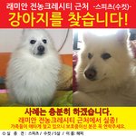 [강아지] <b>반려</b>견 찾습니다. 관심 부탁드립니다.