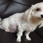 셋째 <b>보리</b>가 출산했어요. 처음 올려요.