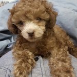 나는 이렇게 짱 귀여운 <b>푸들</b> 오구!!