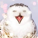 [세븐틴] 일<b>코</b>용 사진