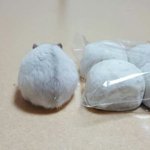 [댓글부탁해] 러빗 아이<b>돌체</b>형vs덜자란체형