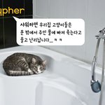 [댓글헌터] 우리 냥이 이야기!!  <댓글헌터 27>