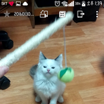 애기냥이 <b>집사</b>됐어요!