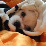 [강아지] 산책하다가 얼굴 맞은 우리 강아지