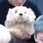 [세븐틴] 안메 보는 중 인데 밍구리 <b>시강</b>