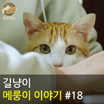 [메룽이<b>집사</b>] 길냥이 메룽이 이야기 #18