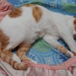 나의 동거남 <b>도칠</b>이..