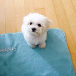 강아지 두마리 키워요