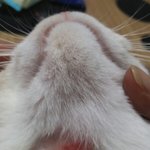 [고양이] 조언좀 해주세용~!  
