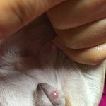 강아지 피부 종기좀 봐주세요