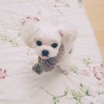 [앙쥬<b>베베</b>] 앙쥬를 위한 반려견 목도리뜨기,  강아지 팝아트 그리기...