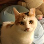 '인연' 이 되고픈 어떤 고양이 한마리...