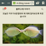 [댓글부탁해] 에뛰드 섀도우 이름의 진짜 뜻