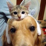 껌<b>딱지</b>가 되어버린 강아지와 고양이