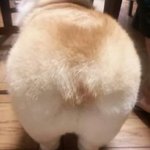 살랑살랑 <b>유혹</b>하는 강아지