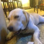 이제는 리트리버의 <b>몸통</b>박치기가 겁이난다