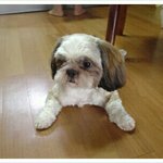 이쁜 늦둥이 <b>마리</b> 마루 남매 2탄