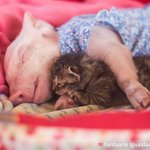 [포캣몬] 고양이와 돼지가 <b>단짝</b>친구가 된 사연