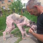 좋은 <b>주인</b>을 만난 떠돌이 멍뭉이