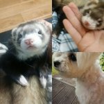 이 <b>사진</b> 귀여우면 추천 <b>안</b> 귀여우면 반대