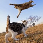 고양이 날아오르기 순간<b>포착</b>
