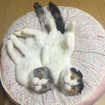 [룹렝난] [스코티쉬<b>폴드</b>] 똑닮아쏘요~^^