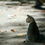 <b>애인</b>이 없다는 걸 느껴버린 고양이