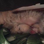 <b>보리</b>와 아가들 - 태어난지 1주일 됐어요.