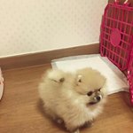[개깊은빡침] 강아지찾아올 방법없나요?