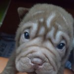 [강아지] 60일된 아가 <b>호두</b>예요ㅎㅎㅎ