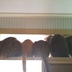 [육묘를육묘] 육묘네 식사시간