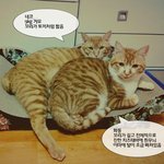 [인천 부평/코숏 치즈태비 숫컷 2살] 유기된 고양이를 찾습니다...