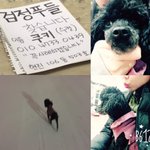 [강아지] 한번만 봐주세요 도와주세요 검정<b>푸들</b>