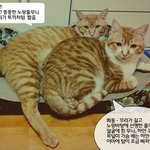 고양이를 찾습니다[인천 부평4동 코숏 치즈태비]