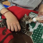 [고양이] <b>재규어</b> 닮은 코숏4개월 재구를 소개 합니다 ㅎㅎ