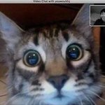[EXO] <b>주인</b>보고놀란고냥이