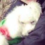 [EXO] 닝겐들아 <b>새해</b> 복 많이 받아