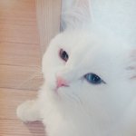 우리집 고양이 <b>푸푸</b>