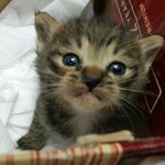 [고양이] 우리집 똥냥이 고양이 <b>스프</b>를 소개합니다.