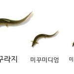 [댓글부탁해] 너네 친가 <b>외가</b> 다 가? (노 쀼뀨)