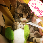 [고양이] 캣초딩이 된 재구를 소개합니다 ^^