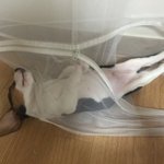 우리집 비글이 <b>다양</b>한자세